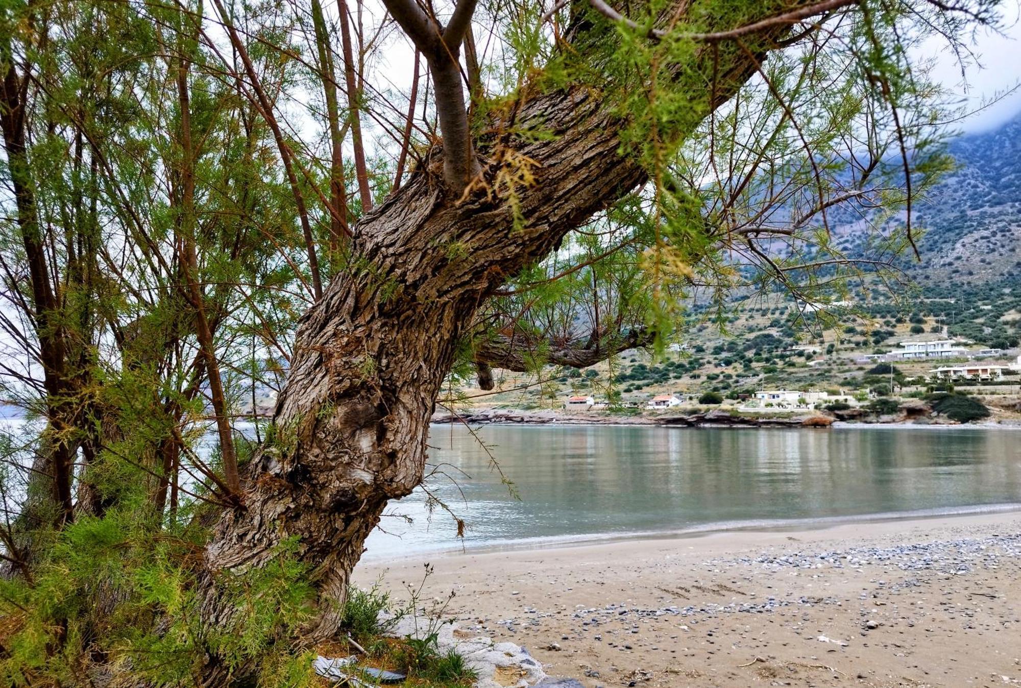 Tholos Alexandra'S Beachfront House Καβούσι Εξωτερικό φωτογραφία